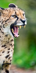 Gros Chat,Animaux,Crocs,Sourire,Guépard,Prédateur,Fauve