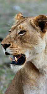 Animals,Grin,Lioness,Wildlife,Predator,Lion