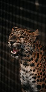 Gros Chat,Muselière,Sourire,Crocs,Guépard,Museau,Fauve,Animaux,Prédateur