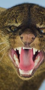 Animals,Grin,Muzzle,Predator,Jaguarundi,Aggression,Big Cat