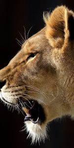 Animals,Grin,Muzzle,Predator,Profile,Lion