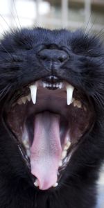 Animals,Grin,Muzzle,To Yawn,Yawn,Cat