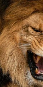 Paire,Lionne,Agression,Sourire,Coupler,Animaux,Un Lion,Lion