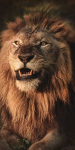 Animaux,Agression,Animal,Sourire,Un Lion,Prédateur,Lion