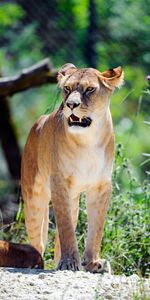 Animaux,Lionne,Sourire,Prédateur,Gros Chat,Fauve