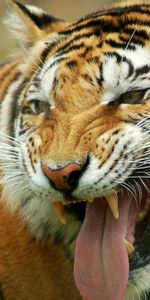 Animals,Grin,Sight,Opinion,Tiger,Tongue,Language