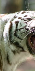 Animals,Grin,Striped,Anger,Bengal Tiger,Rage