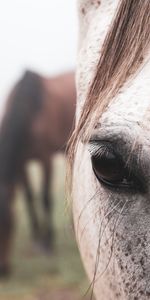 Animals,Hair,Eye,Horse