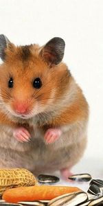 Animales,Hamsters