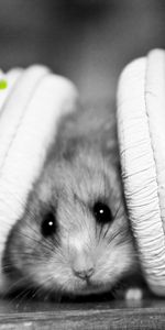 Hamsters,Écouteurs,Animaux,Musique,Humour