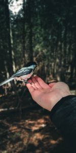 Animals,Hand,Bird,Palm,Forest,Focus