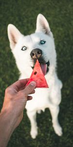 Animals,Hand,Dog,Watermelon,Husky