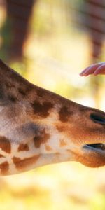 Animals,Hand,Muzzle,Spotted,Spotty,Head,Zoo,Giraffe