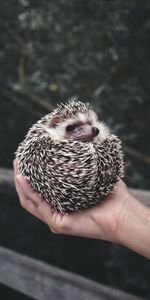 Animals,Hands,Animal,Nice,Sweetheart,Barbed,Spiny,Hedgehog