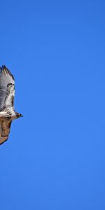 Animals,Hawk,Red Tailed Hawk,Sky,Flight,Wings