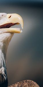 Animals,Head,Bald Eagle,White Headed Eagle,Beak,Eagle