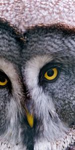 Animals,Head,Great Gray Owl,Bearded Obscure,Bird,Predator,Owl