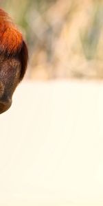 Animals,Head,Look Out,Peek Out,Monkey,White Background