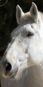 Animals,Head,Mane,Horse