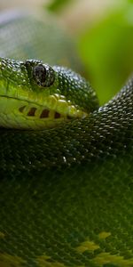 Animals,Head,Scales,Scale,Python,Snake