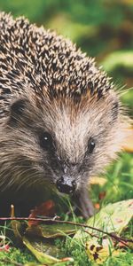 Animals,Hedgehog,Autumn,Foliage