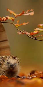 Animals,Hedgehogs