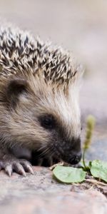 Animals,Hedgehogs