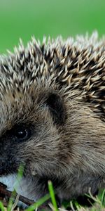 Animals,Hedgehogs