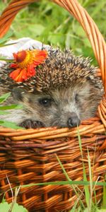 Animals,Hedgehogs