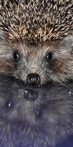 Animals,Hedgehogs