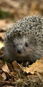 Animals,Hedgehogs