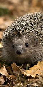 Animals,Hedgehogs