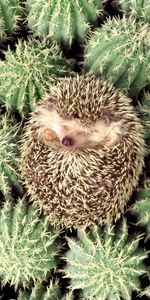 Animals,Hedgehogs,Cactuses