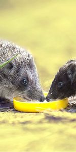 Comida,Limón,Animales,Erizos,Espinas