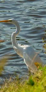 Héron,Faune,Animaux,Oiseau