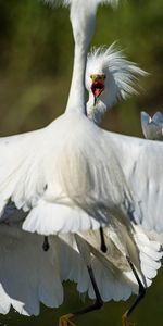 Plumes,Héron,Animaux,Oiseau