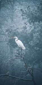 Garza,Niebla,Rama,Pájaro,Animales