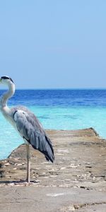 Animals,Heron,Ocean,Sea,Bird