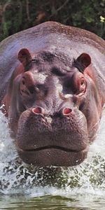 Animaux,Hippos