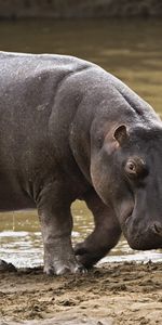 Animals,Hippos