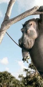 Animals,Hippos,Pictures