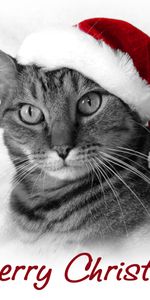 Animals,Holidays,Cats,New Year,Christmas Xmas