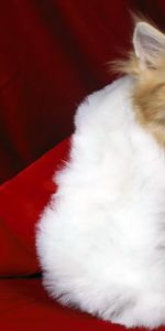 Animaux,Fêtes,Nouvelle Année,Chats,Noël