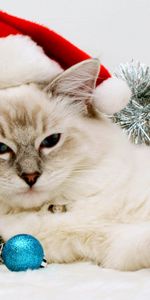 Animals,Holidays,New Year,Cats