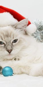 Animals,Holidays,New Year,Cats,Christmas Xmas