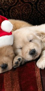 Animaux,Nouvelle Année,Fêtes,Chiens,Noël