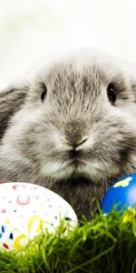 Animals,Holidays,Rabbits,Easter