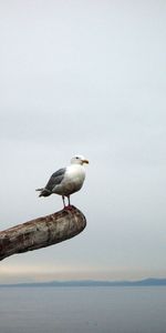 Animals,Horizon,Bird,Gull,Beam,Seagull