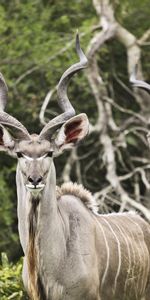 Animals,Horns,Antelope,Kudu