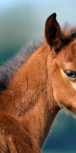 Chevaux,Animaux